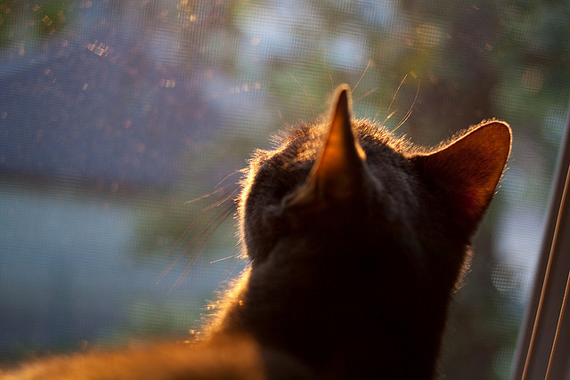 篮下巨兽与闪电群攻，当文班亚马的无解遇见雷霆的团队洪流